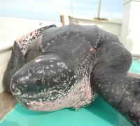 Leatherback Turtle with Satellite Tag