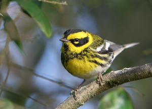 Townsend's Warbler