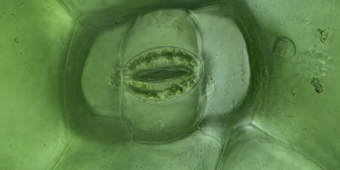 A magnified view of a leaf stoma which somewhat resembles a human mouth.