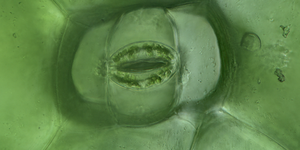 A magnified view of a leaf stoma which somewhat resembles a human mouth.