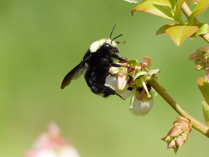 Oregon native bee [IMAGE] EurekAlert! Science News Releases
