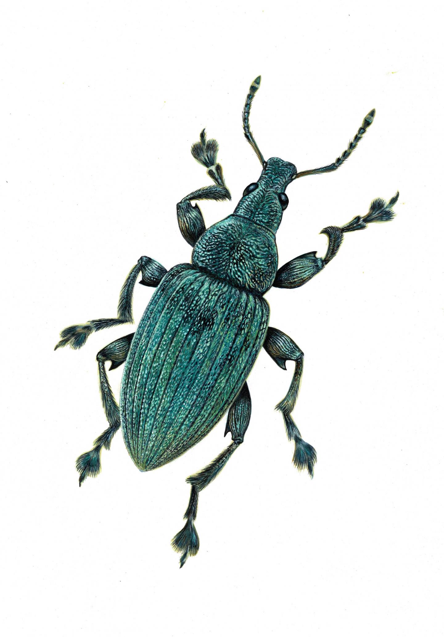 Weevil