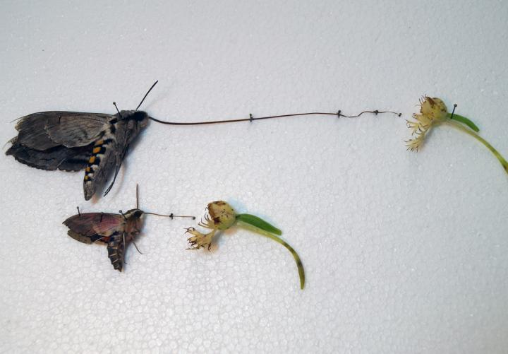 Long-tongued Hawk Moths