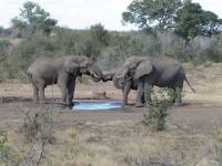 African Savanna Elephants (2 of 2)