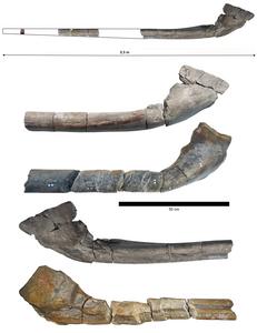 Photograph of the nearly complete giant jawbone, along with a comparison with the 2018 bone (middle and bottom) found by Paul de la Salle. Credit: Dr Dean Lomax