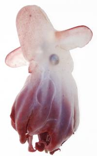The Emperor dumbo (Grimpoteuthis imperator)