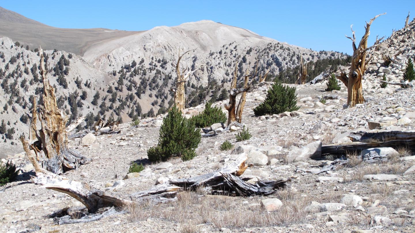 Bristlecone and Limber Pine Upslope