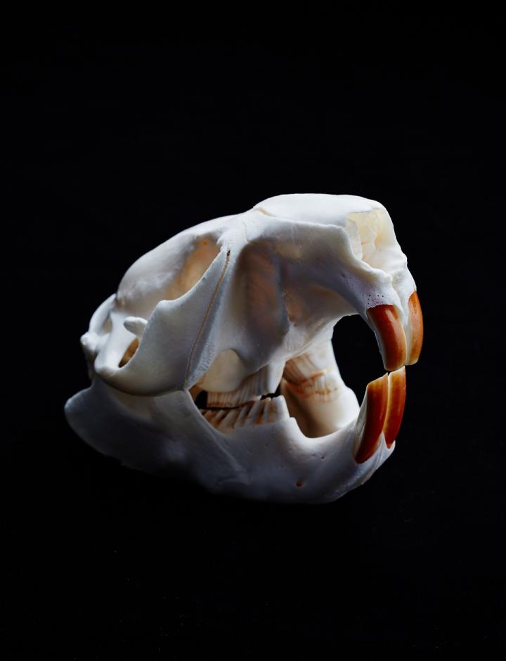 Beaver Skull