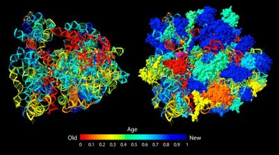 Evolutionary Ages of Ribosomal RNAs and Ribosomal Proteins