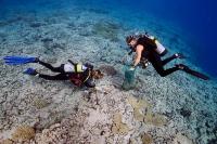 Scientists on the Global Reef Expedition Remove COTS from the Reef in Aitutaki