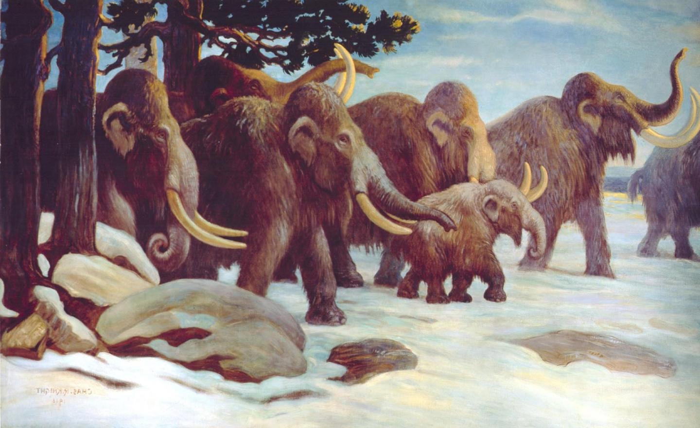 Group of Mammoths