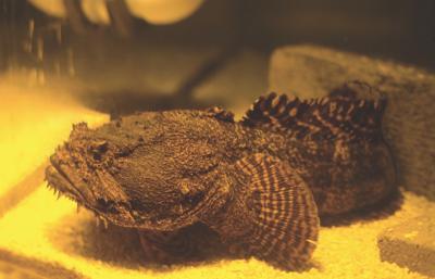 Toadfish (<i>Opsanus tao</i>)