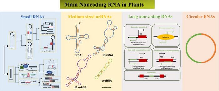 The classification of main ncRNAs in plants.