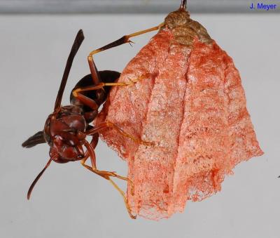 Paper Wasps
