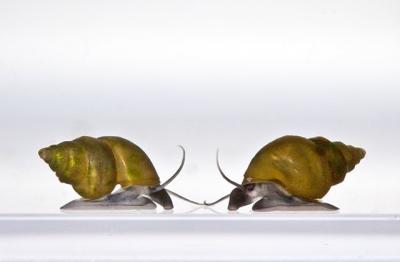 2 Snails Facing Off