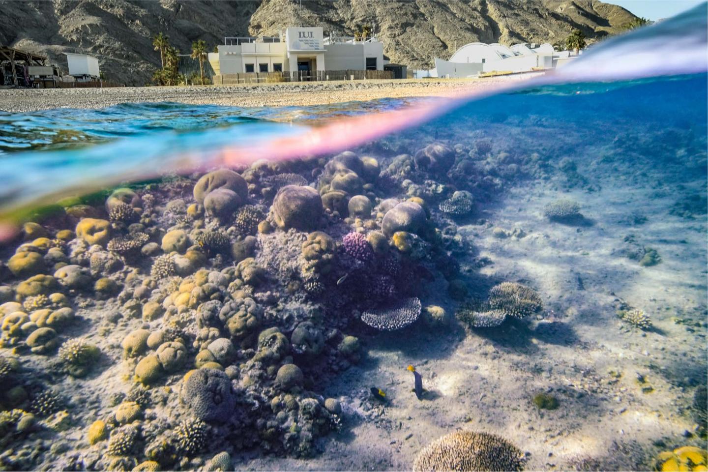 Corals in the Gulf of Aqaba and Northern Red Sea