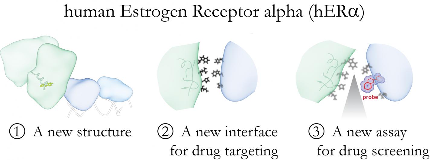 Human Estrogen Receptor Alpha