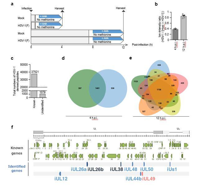 Fig. 1: Identification of previously unidentified HSV-1 CDSs by chemical proteomics.