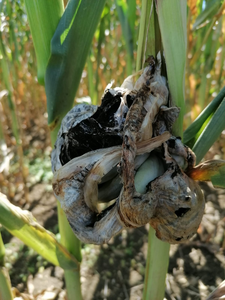 How a harmful fungus renders its host plant defenseless - EurekAlert