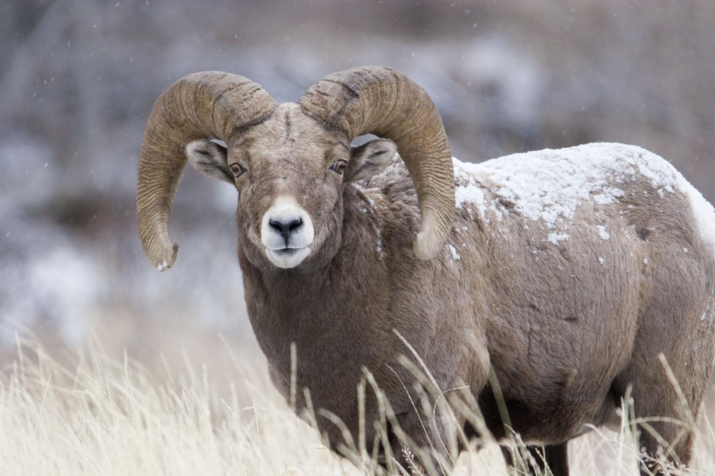 Bighorn ram