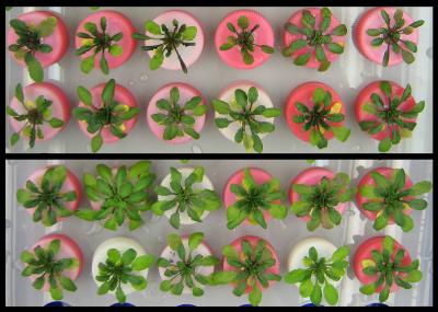 GM Plants Growing in Saline Conditions