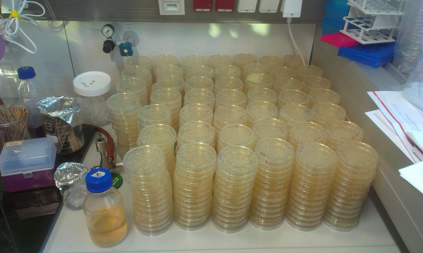 <I>Escherichia coli</I> Colonies
