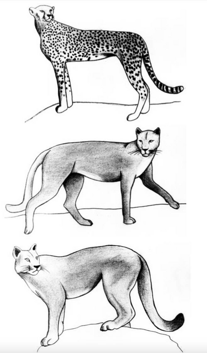 Image of the student of the UMA Noa Scholz showing a cheetah (above), a Miracinonyx (middle) and a cougar (below).