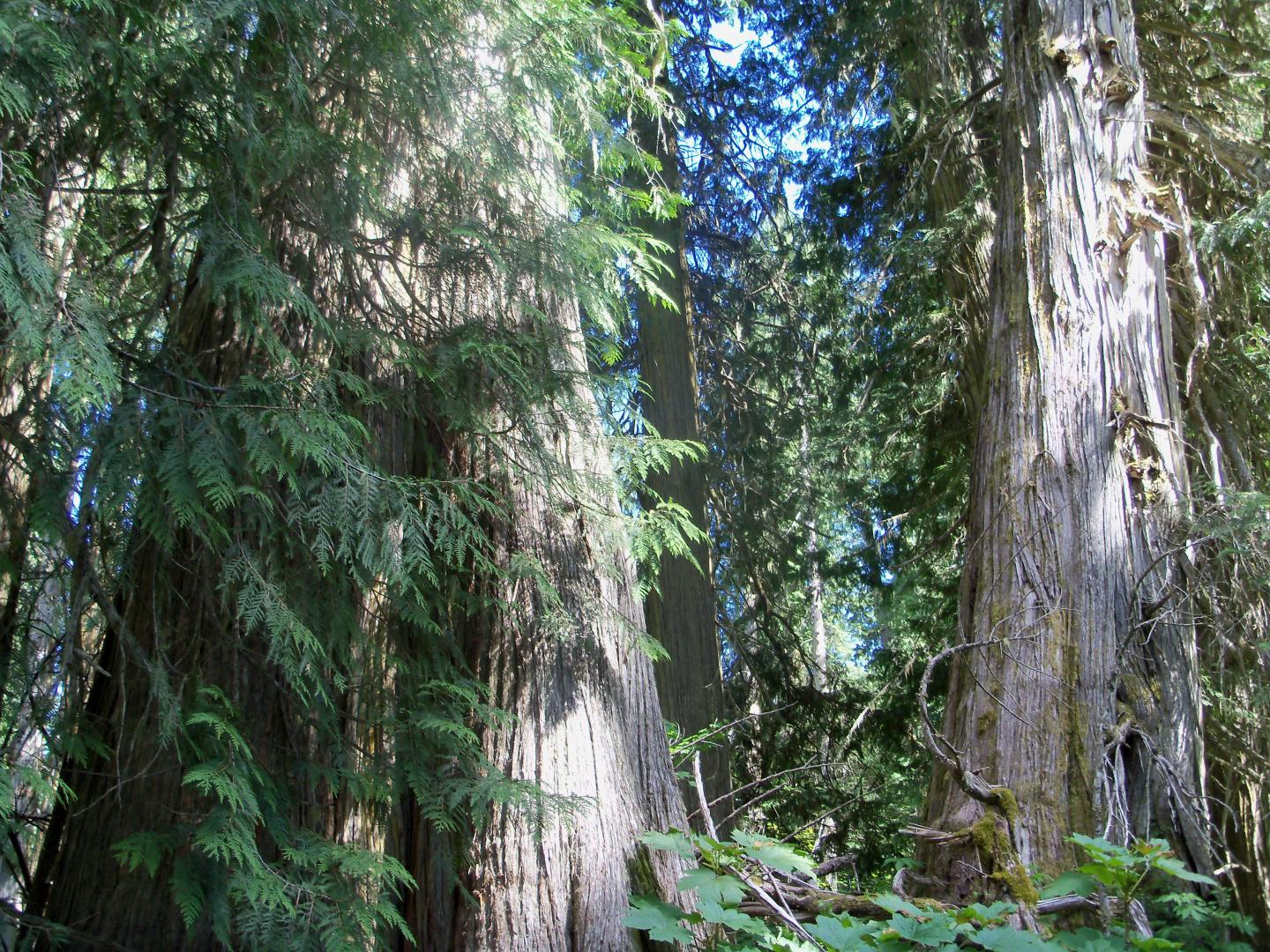 Old-Growth Forest