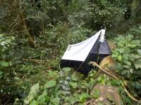 The Diversity of Rainforest Insects Is Studied with Tent-Like Malaise Traps