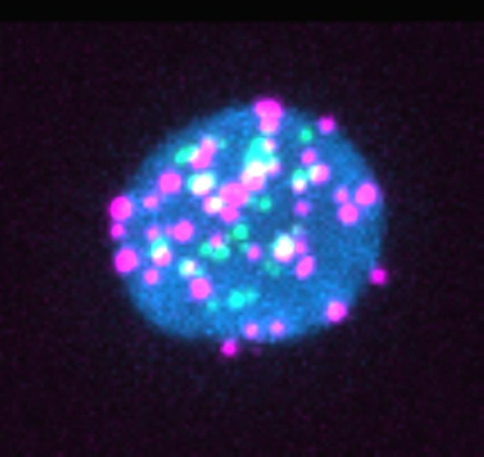 HIV expression in "dormant" cell