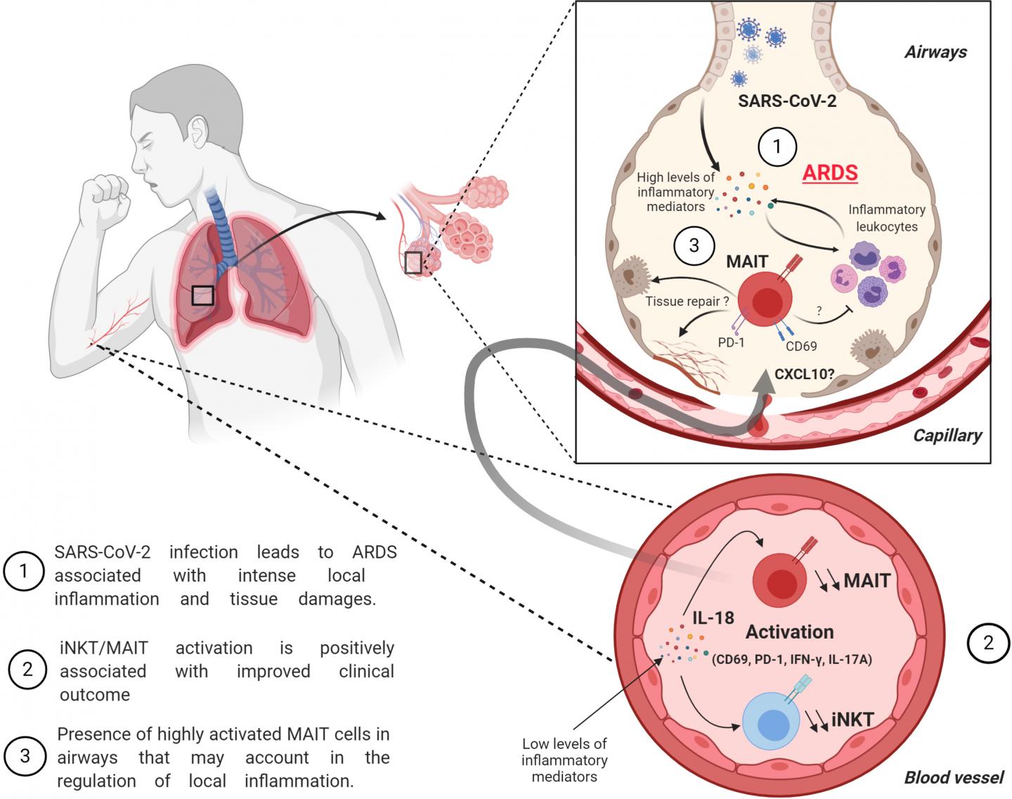 Increased MAIT and iNKT Cell Activation Is Associated with Improved Outcome in Severe COVID-19 Patie