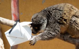 Brown lemur looking for food