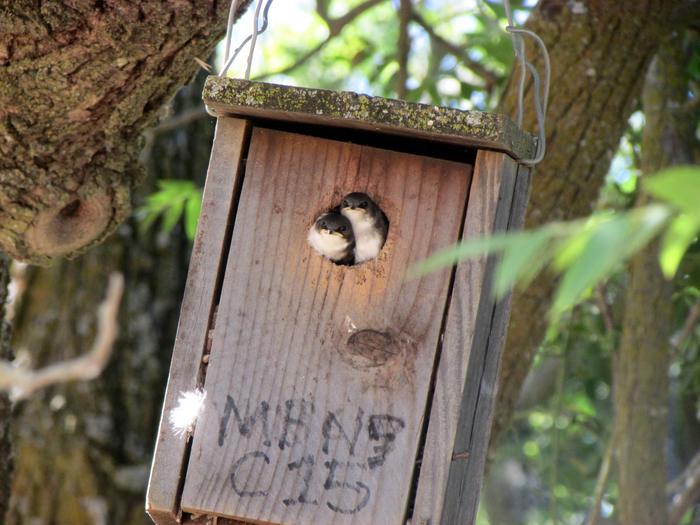 Tree swallows in. nest box