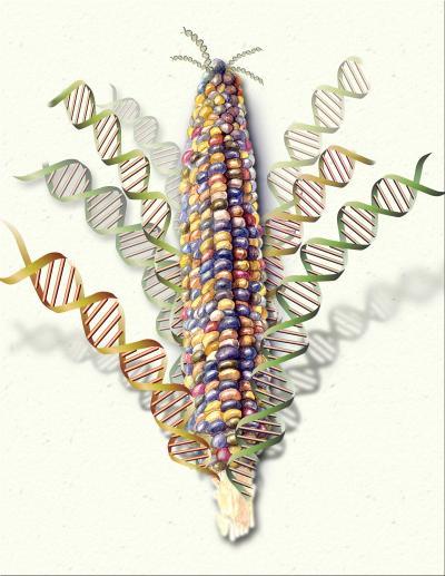 Corn Genome Analysis