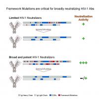 Framework Mutations are Critical for Broadly Neutralizing HIV-1 Abs