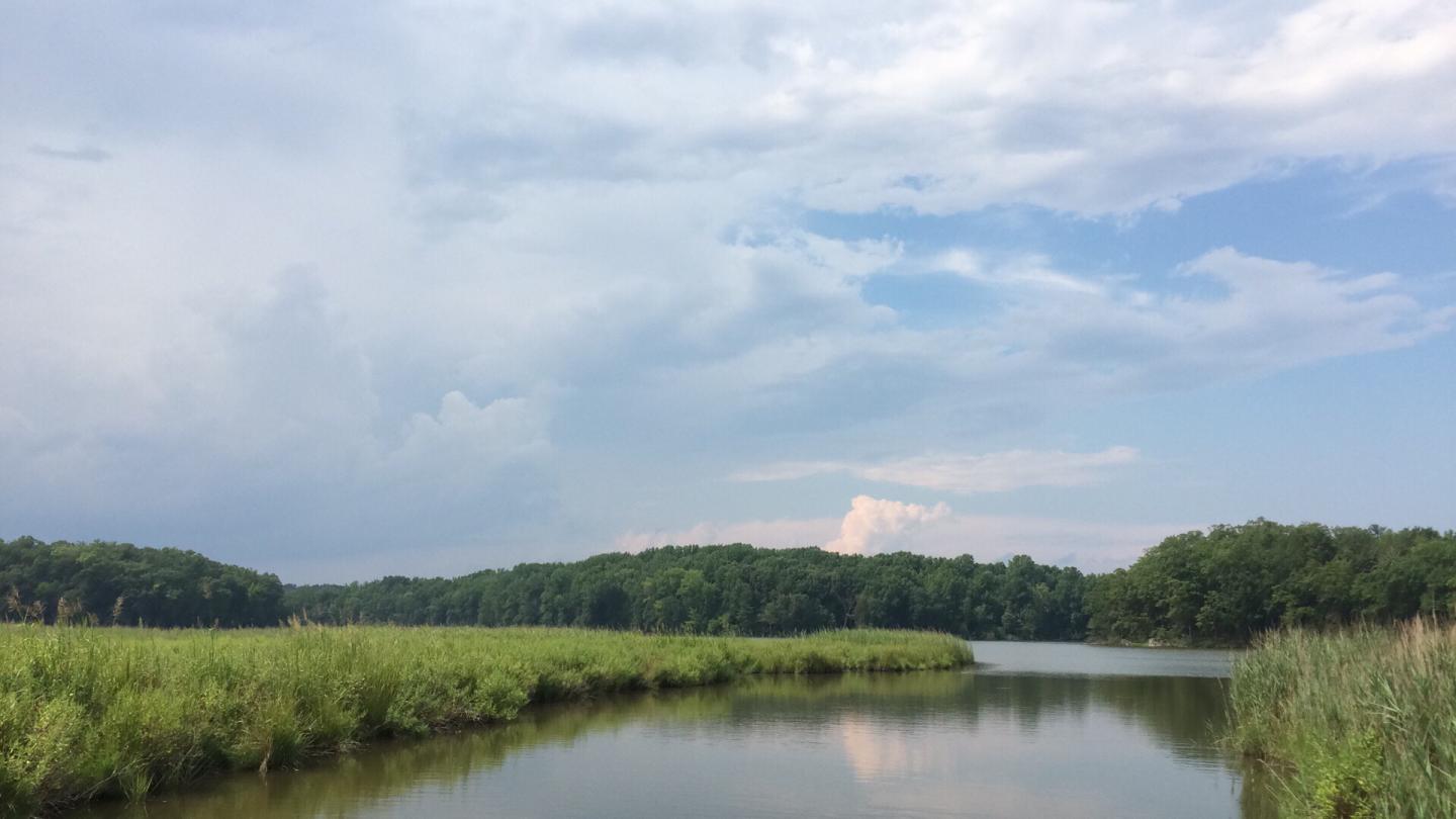 Wetland with <em>Phragmites</em>
