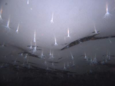 Underwater Image of <em>Edwardsiella andrillae</em>, Recently Discovered Antarctic Sea Anemone