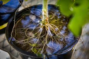 root hairs in submerged plants