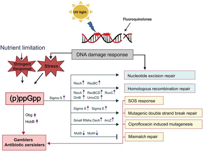 (p)ppGpp-dependent repair pathways (black arrows) illustrating the role of (p)ppGpp and the set of proteins regulated by (p)ppGpp in each repair pathway