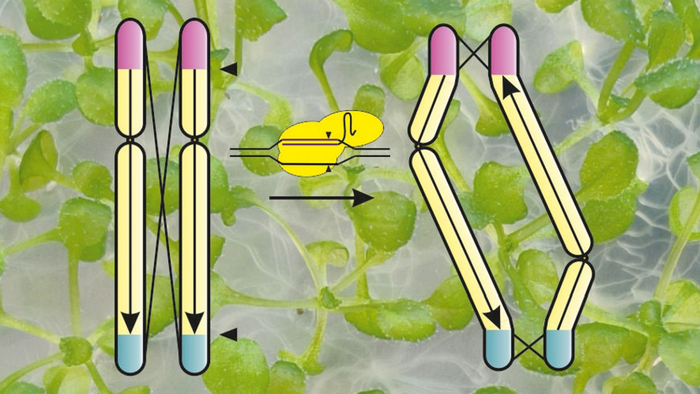 Using genetic scissors, KIT researchers have inverted and deactivated nine-tenths of a chromosome to prevent genetic exchange (detailed caption at end of text; illustration: Michelle R?nspies, KIT).