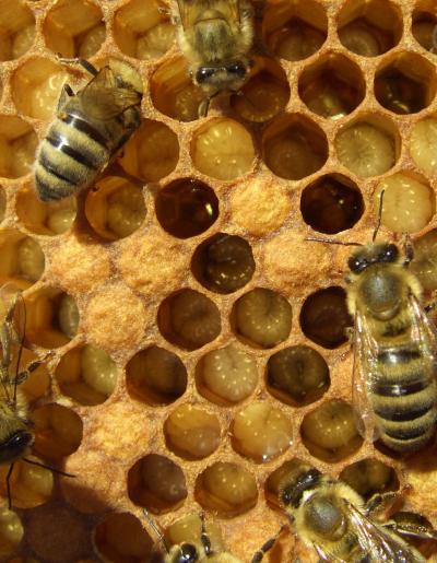 Young Bees Take Care of Bee Babies Called Larvae