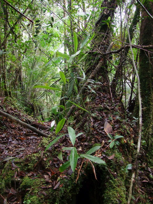 Habitat with a mature plant of Nepenthes pudica