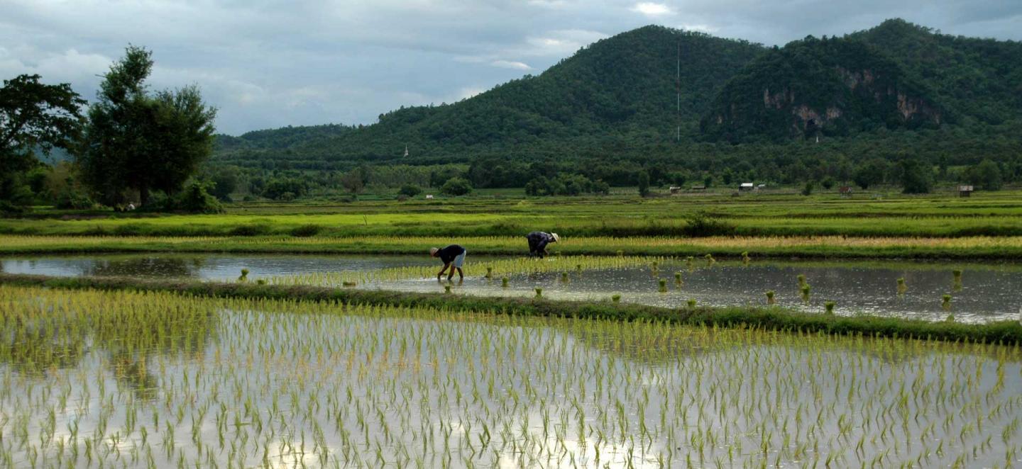 Rice Paddy