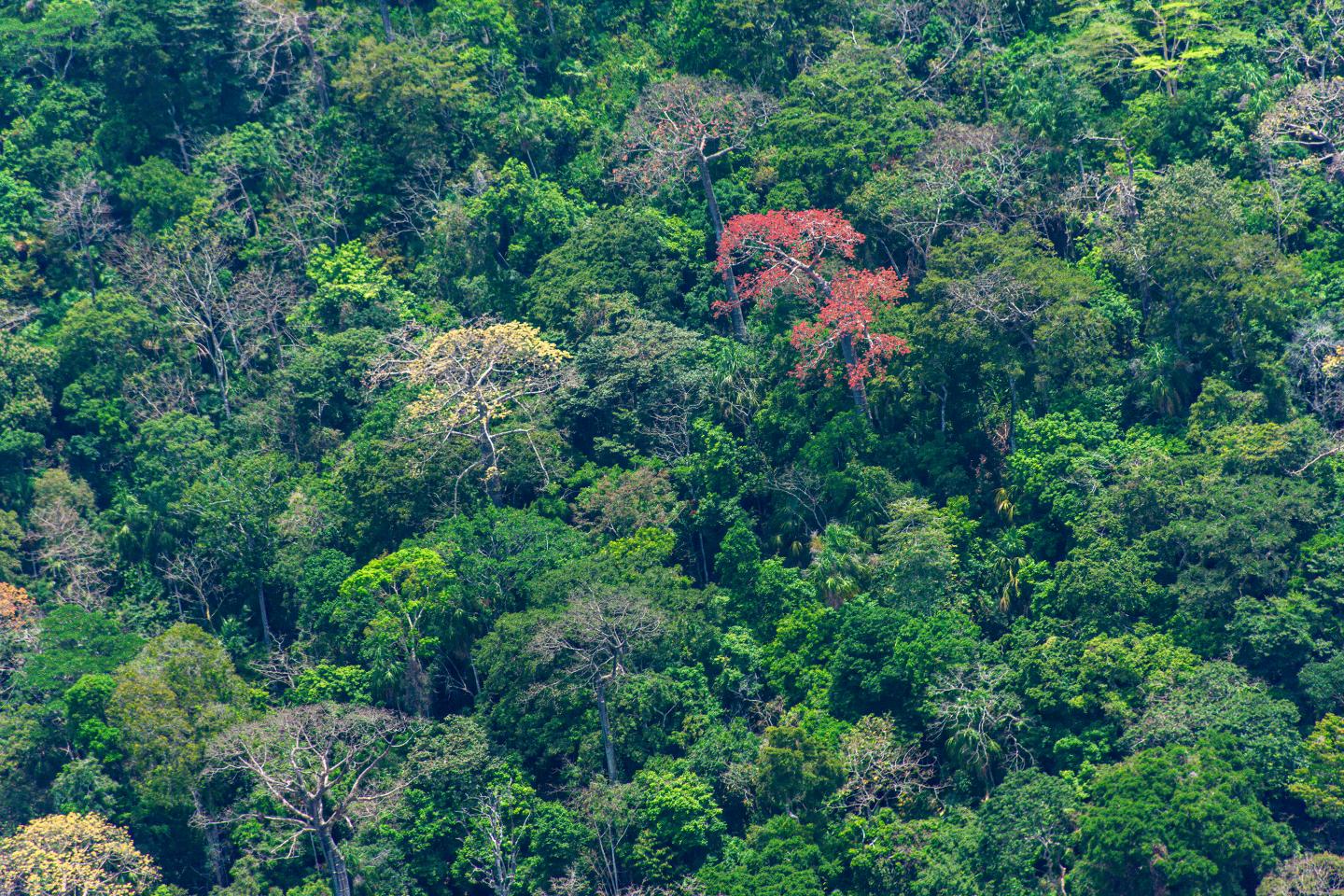 Forest along Panama's Pacific coast