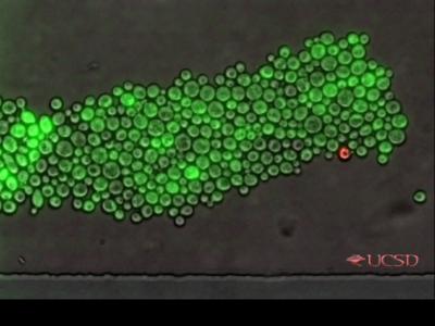 New Yeast Trick for Eating Favorite Food (1 of 2)