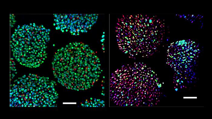 Cells in experiment