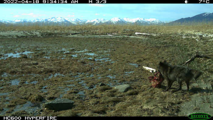 wolf dragging a sea otter carcass