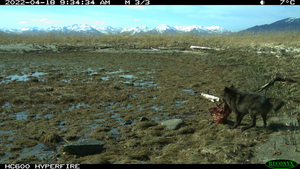 wolf dragging a sea otter carcass