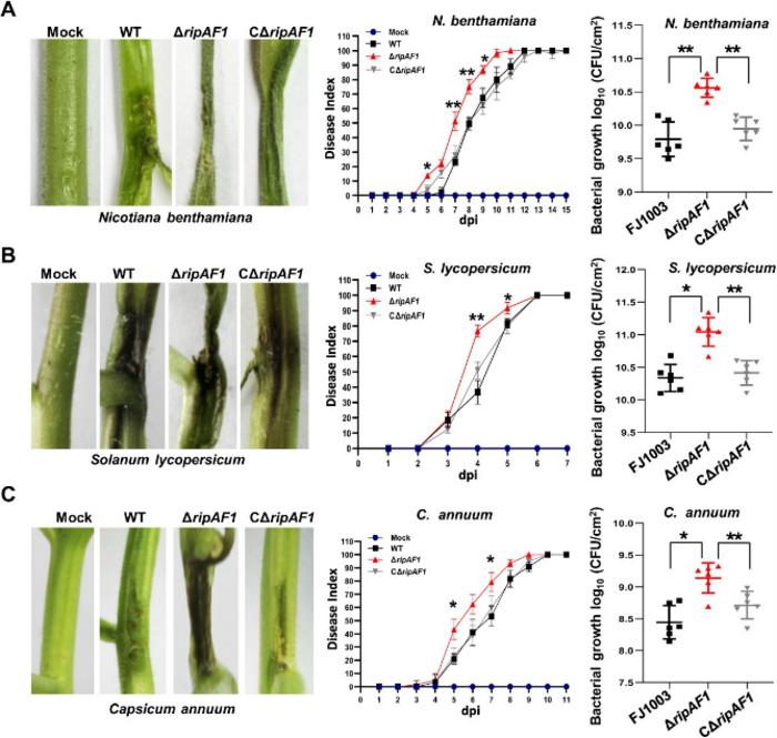 The enhanced virulence of the ΔripAF1 mutant of Ralstonia solanacearum FJ1003 on host plants.