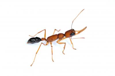 Indian Jumping Ant (<i>Harpegnathos saltator</i>)